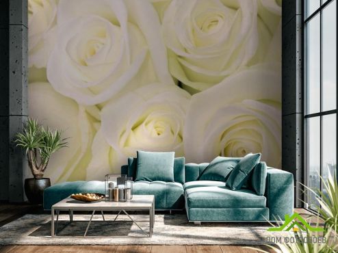 выбрать Фотошпалери Троянди білосніжного відтінку Фотошпалери Квіти на стіну