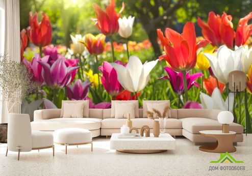 выбрать Фотообои Остроконечные тюльпаны Фотообои Тюльпаны на стену