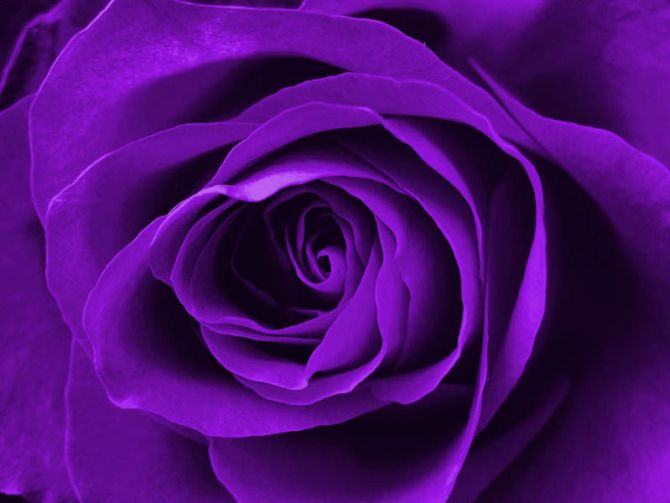 Фотообои фиолетовая роза