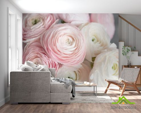 выбрать Фотообои Розовые рунункюлусы Фотообои Цветы на стену