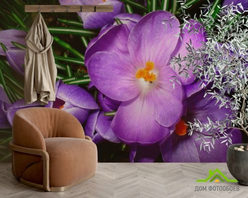 выбрать Фотошпалери Пролісок бузковий Фотошпалери Фотошпалери Квіти: фіолетовий на стіну