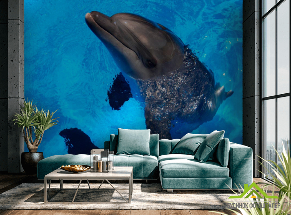 выбрать Фотообои Резвый дельфин Каталог фотообоев на стену