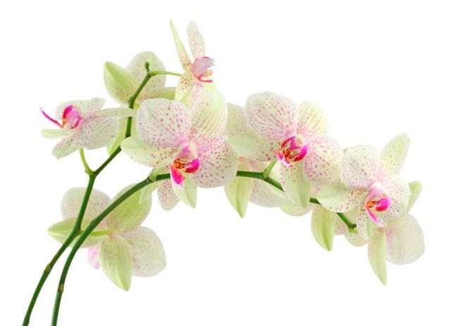 Фотообои Белые в крапинку орхидеи