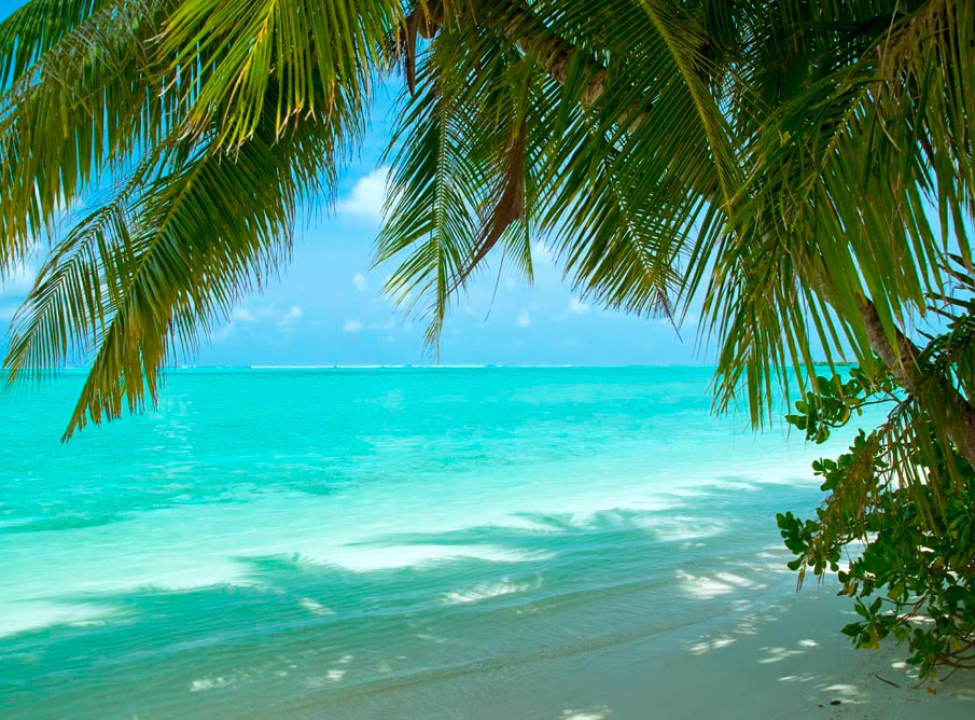 выбрать Фотошпалери Тінь від пальмового листя Фотошпалери Море на стіну