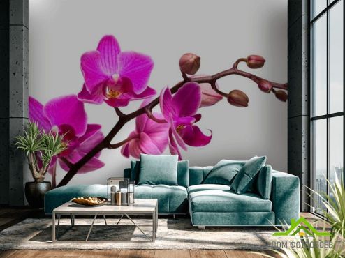 выбрать Фотообои Веточка розовой орхидеи Фотообои Орхидеи на стену