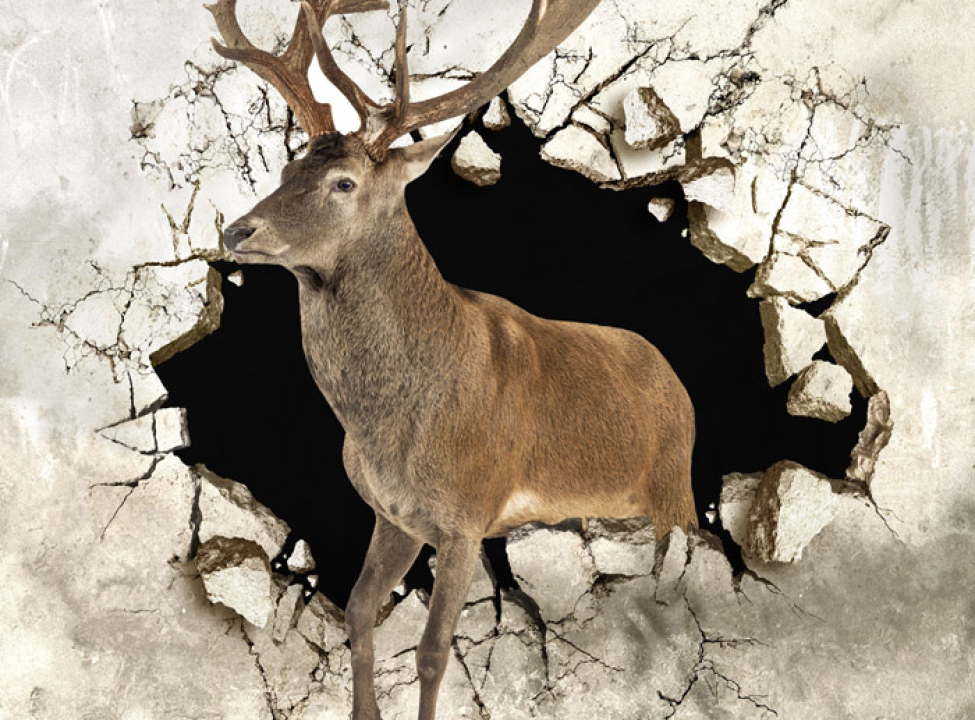 выбрать Фотошпалери Олень зі стіни Каталог фотошпалер на стіну