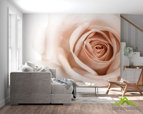 выбрать Фотообои Роза кремово-коричневая Фотообои Фотообои Цветы: фото  на стену