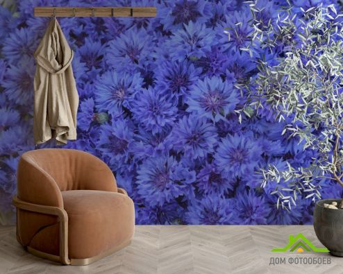 выбрать Фотообои синий Остеоспермум Фотообои Цветы на стену
