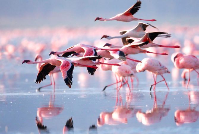Фотообои Улетающие фламинго
