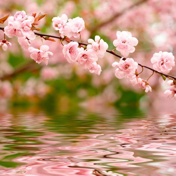 Фотошпалери Річкова вишня цвіте