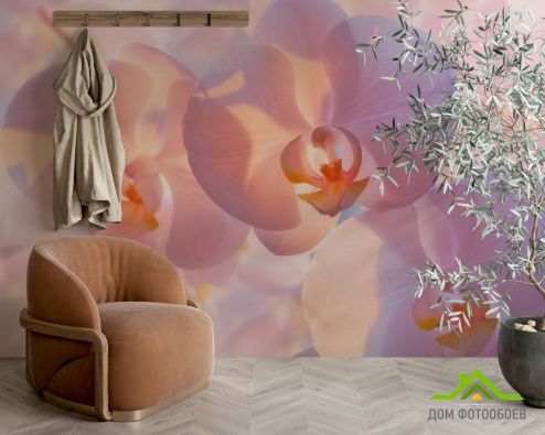 выбрать Фотообои Бледно-кремовые орхидеи Фотообои Фотообои Цветы: фото, бежевый  на стену