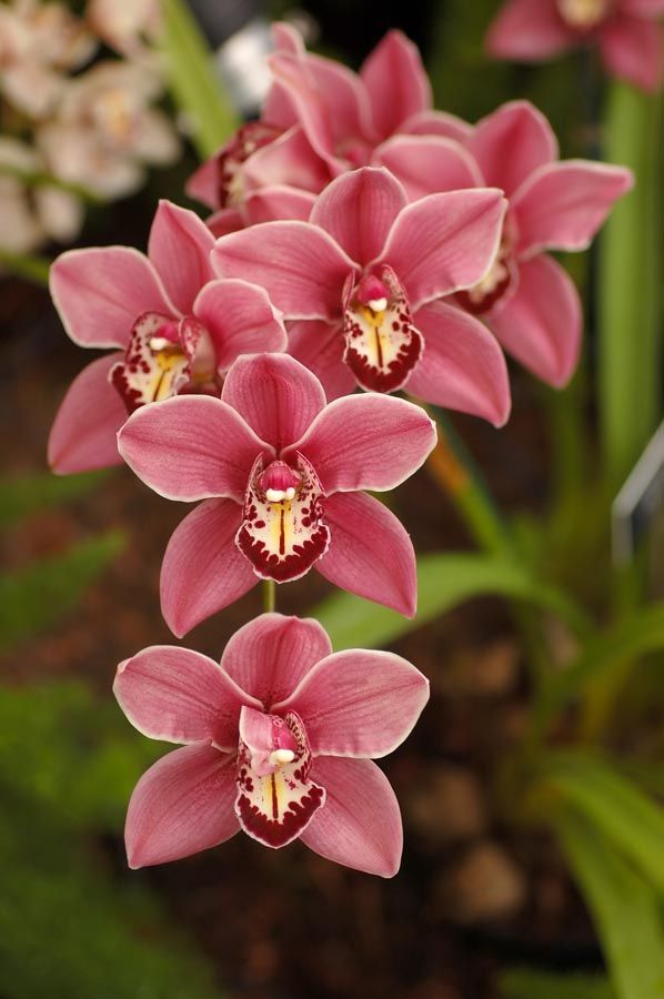 Фотошпалери Рожеві орхідеї