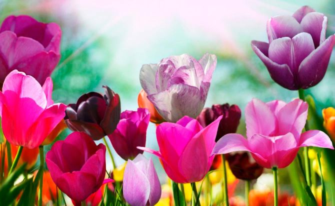 Фотообои Тюльпаны редких цветов