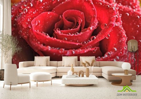 выбрать Фотообои красная роза с каплями Фотообои Фотообои Цветы: горизонталная, горизонтальная на стену