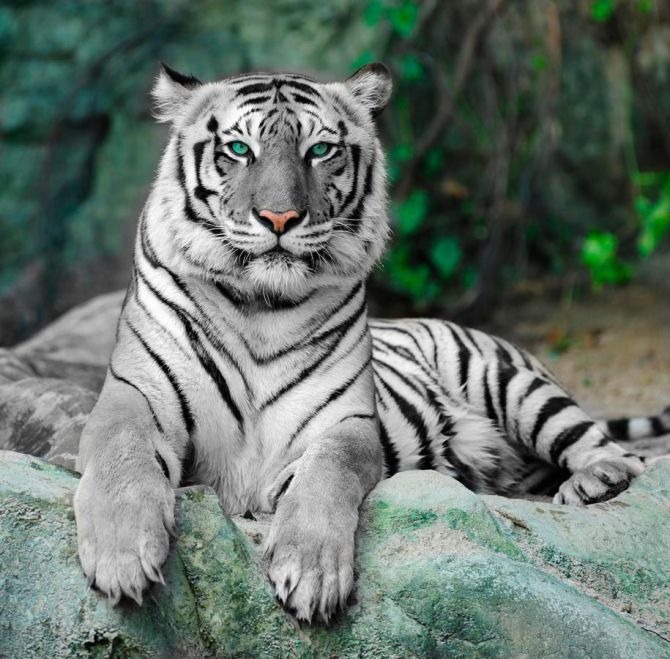 Фотошпалери Зеленоокий тигр