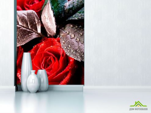 выбрать Фотообои Алая распустившаяся роза  на стену