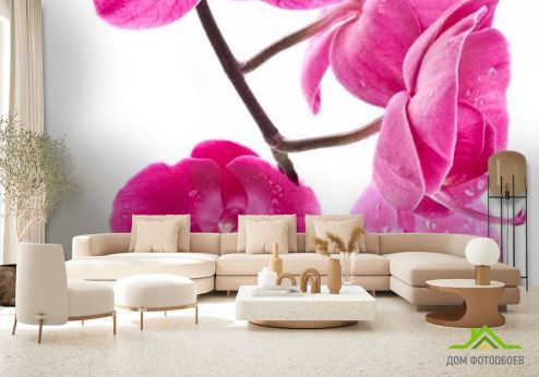 выбрать Фотообои Ветка орхидей малиновых Розовые фотообои на стену