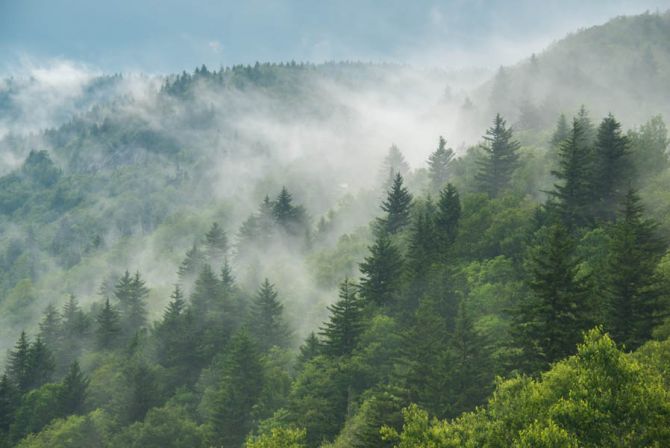 Фотообои Зелёный туманный лес