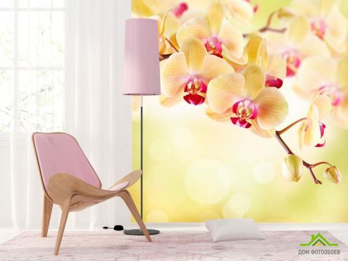 выбрать Фотообои Орхидея кремовая Фотообои Фотообои Цветы: квадратная ориентация на стену