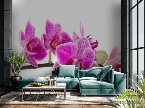 выбрать Фотообои розовая орхидея на белом фоне Фотообои Орхидеи на стену