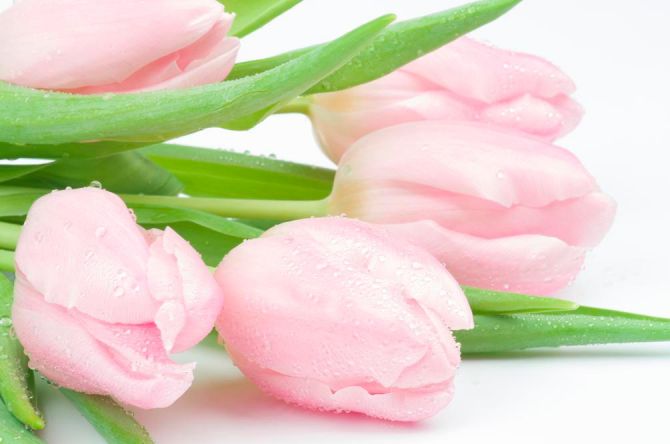 Фотообои Тюльпаны розовые
