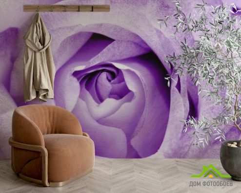 выбрать Фотошпалери Сніжно-бузкова троянда Фіолетові фотошпалери на стіну