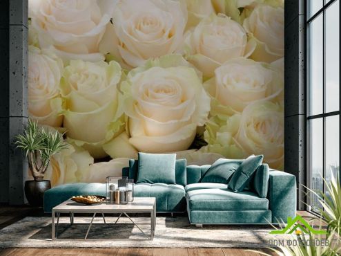 выбрать Фотошпалери ніжні троянди Фотошпалери Фотошпалери Квіти: квадратна, горизонтальна орієнтація на стіну