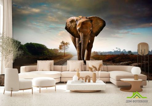 выбрать Фотообои Слон на дороге Фотообои Фотообои Животные: горизонталная, горизонтальная ориентация на стену