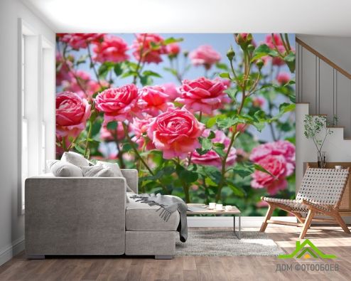 выбрать Фотошпалери кущі троянд Фотошпалери Квіти на стіну