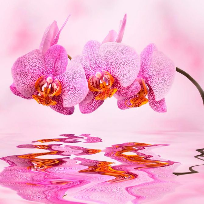 Фотошпалери Рожеві орхідеї