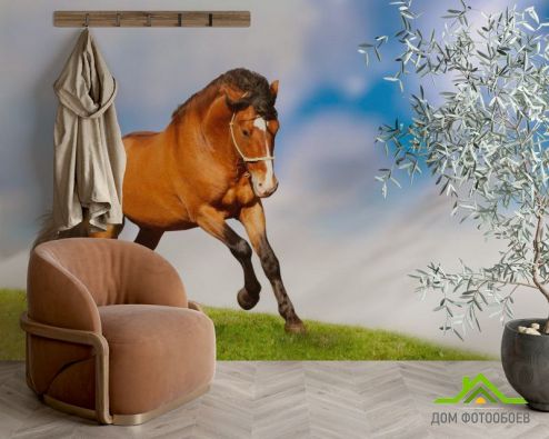 выбрать Фотообои Гарцующий конь Фотообои Фотообои Лошади: горизонталная, горизонтальная ориентация на стену