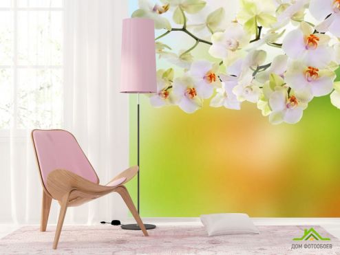 выбрать Фотообои Орхидеи с салатовым фоном Каталог фотообоев на стену