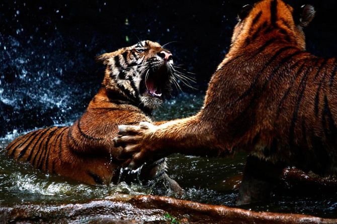 Фотошпалери Бійка тигрів