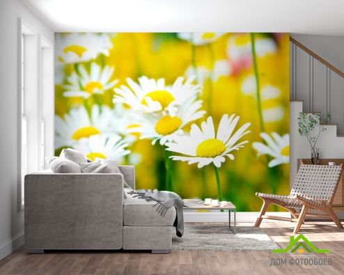 выбрать Фотообои Полевые белоснежные ромашки Фотообои Фотообои Цветы: фото  на стену