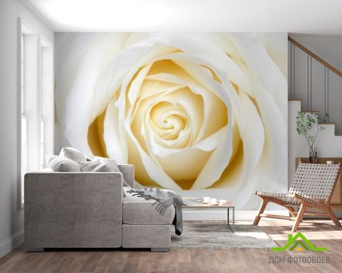 выбрать Фотошпалери Бежево-біла трояндочка Фотошпалери Квіти на стіну
