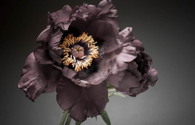 Фотошпалери Вінтажний темний квітка