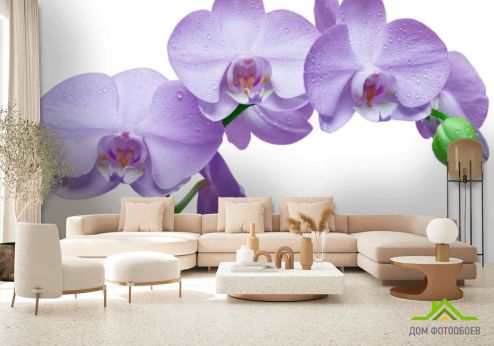 выбрать Фотообои Орхидеи сиреневые Фотообои Фотообои Цветы: горизонталная, горизонтальная, фиолетовый ориентация на стену