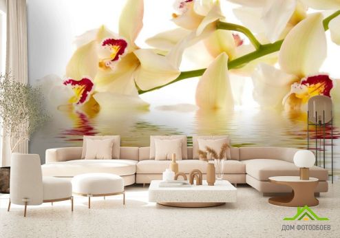 выбрать Фотошпалери Кремові орхідеї у воді Фотошпалери Фотошпалери Квіти: квадратна, горизонтальна орієнтація на стіну