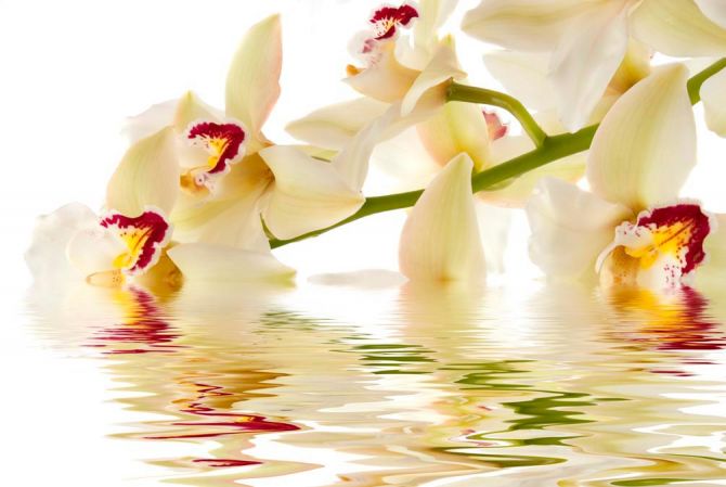 Фотообои Кремовые орхидеи в воде