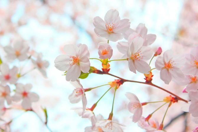 Фотообои Цветет абрикос весной