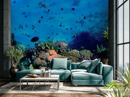 выбрать Фотообои Красота подводного мира Фотообои Фотообои Море: фото, голубой  на стену