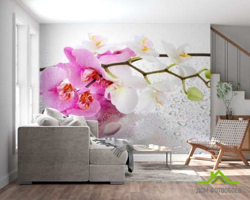 выбрать Фотообои Орхидеи розовые и белые Фотообои, цвет: «горизонталная, горизонтальная» на стену