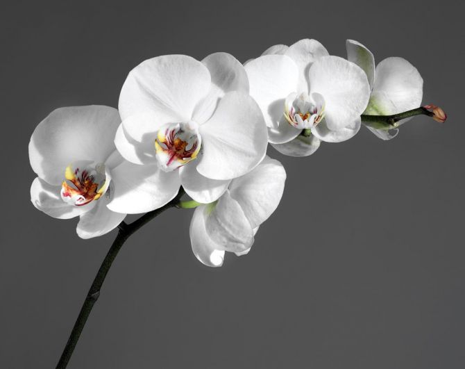 Фотошпалери біла орхідея на сірому тлі