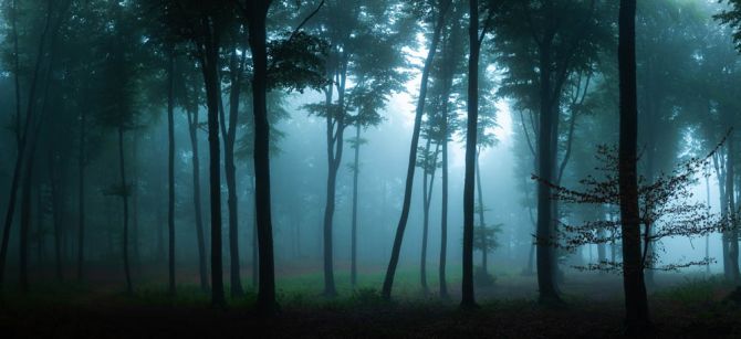 Фотошпалери туманний ліс