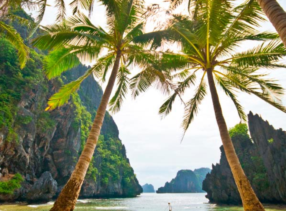 выбрать Фотообои Столик и пальмы Каталог фотообоев на стену