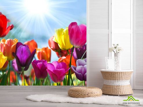 выбрать Фотошпалери Різнокольорові тюльпани  на стіну