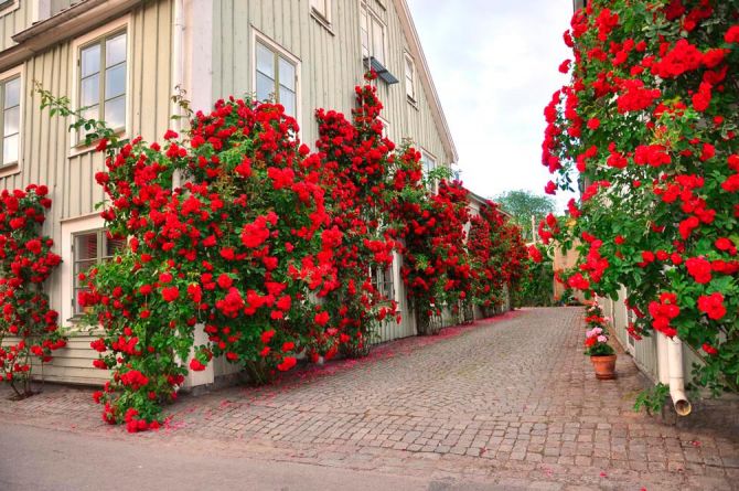 Фотообои Розы в переулке