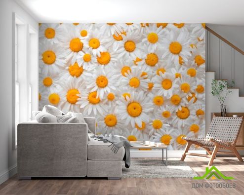 выбрать Фотообои Ромашки яркие Фотообои Цветы на стену