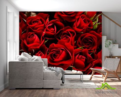 выбрать Фотообои Розы алые Красные фотообои на стену