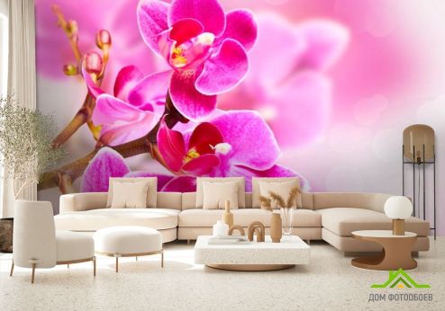выбрать Фотообои Орхидея Фотообои Фотообои Цветы: картинка, розовый  на стену
